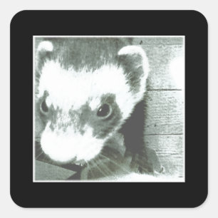 Pegatina Cuadrada Ferret Cute Picture