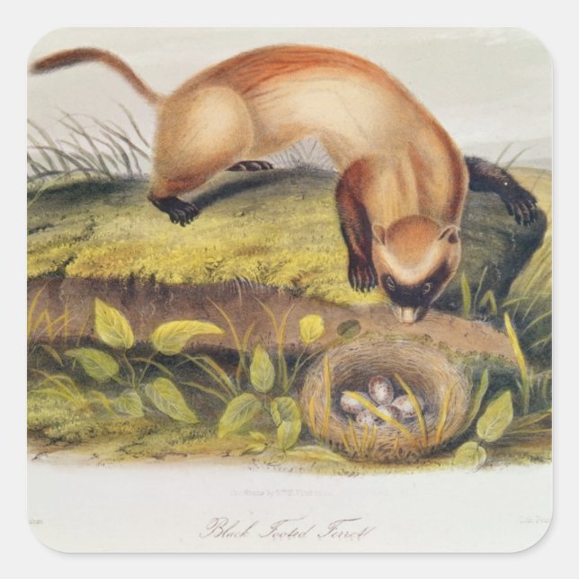 Pegatina Cuadrada Ferret de pie negro (Anverso)