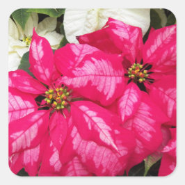 Pegatina Cuadrada Festividad de Poinsettias Variadas Rosa