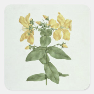 Pegatina Cuadrada Feto-Fetch (Hypericum quartinianum) (p/c sobre gra