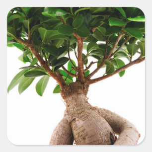 Pegatina Cuadrada Ficus Ginseng