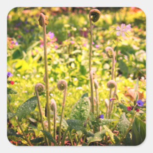 Pegatina Cuadrada Fiddlehead Ferns Y Flores