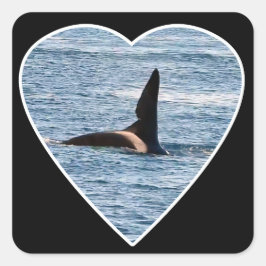 Pegatina Cuadrada Fin de cometa de tiburón de "John Coe" Orca