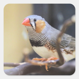 Pegatina Cuadrada Finch