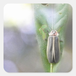 Pegatina Cuadrada Firefly - Photuris Pyralis