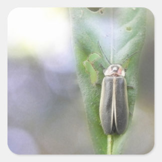 Pegatina Cuadrada Firefly - Photuris Pyralis