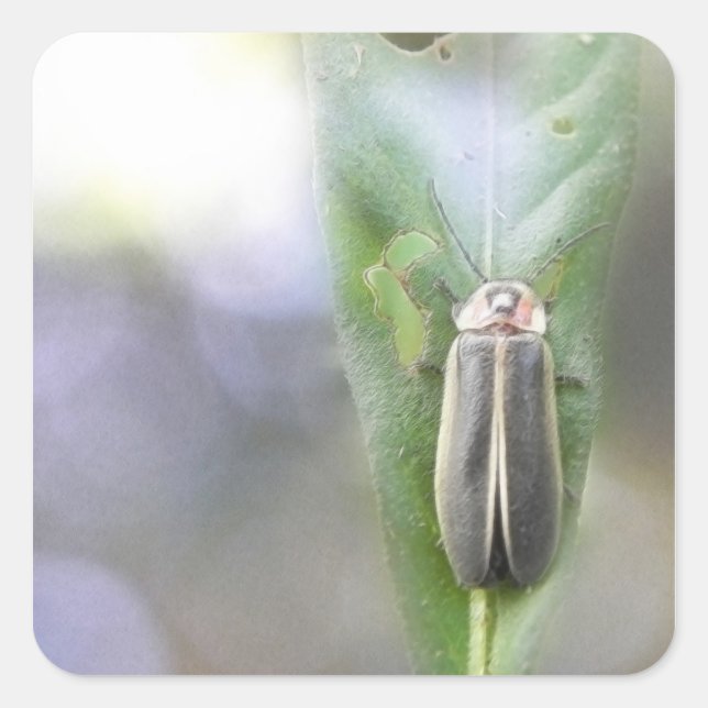 Pegatina Cuadrada Firefly - Photuris Pyralis (Anverso)