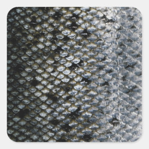 Pegatina Cuadrada Fish Scales