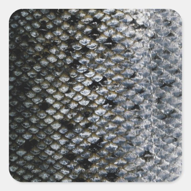 Pegatina Cuadrada Fish Scales (Anverso)