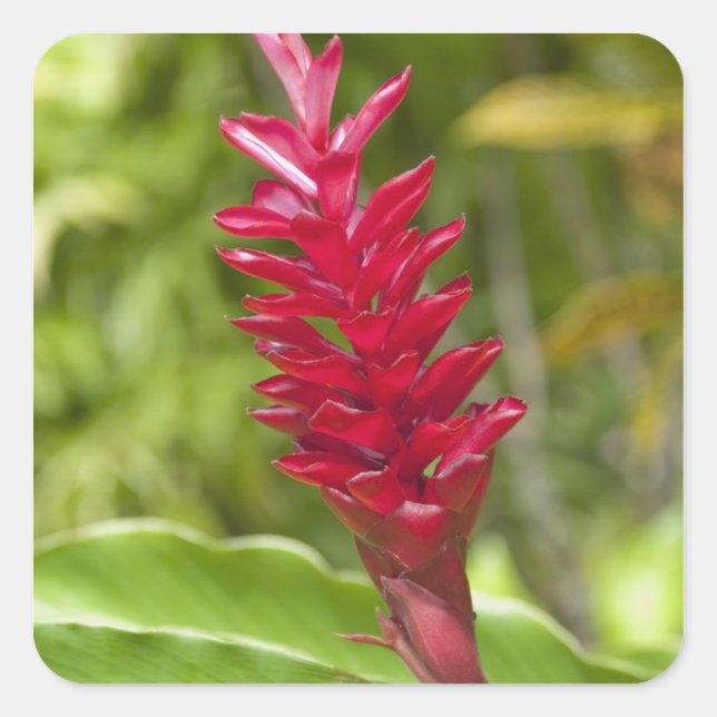 Pegatina Cuadrada Fiyi, isla de Viti Levu. Flor. (Anverso)