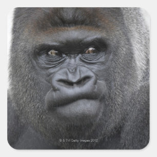 Pegatina Cuadrada Flachlandgorilla, gorila del gorila,