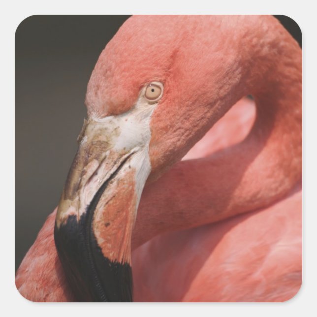 Pegatina Cuadrada Flamenco chileno, Phoenicopterus chilensis (Anverso)