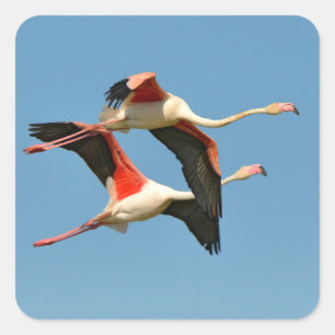 Pegatina Cuadrada Flamencos en vuelo