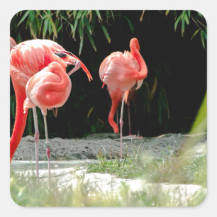 Pegatina Cuadrada flamingo