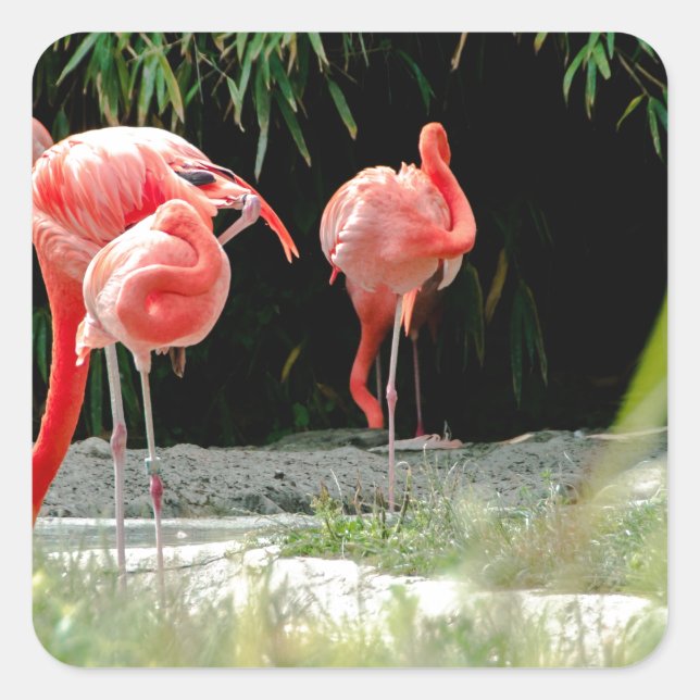 Pegatina Cuadrada flamingo (Anverso)