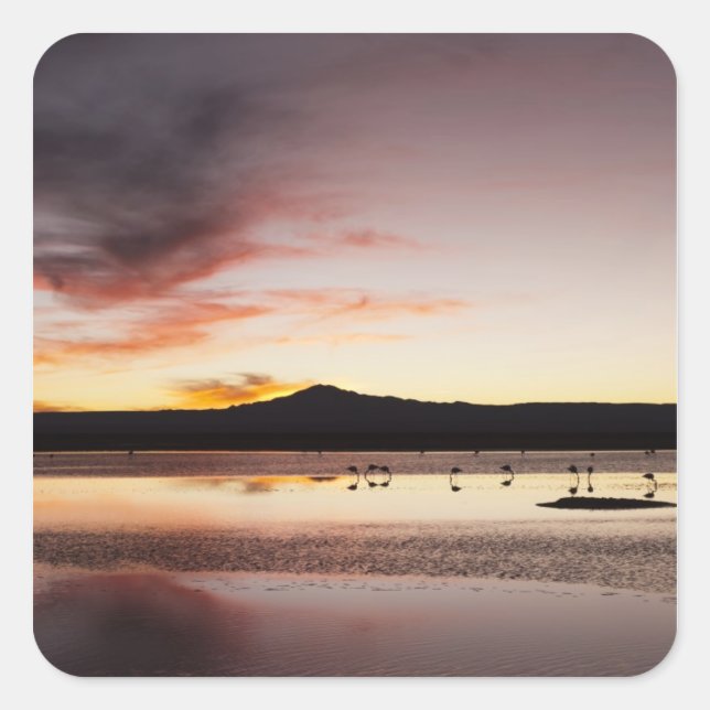 Pegatina Cuadrada Flamingo de Chile (Anverso)