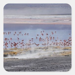 Pegatina Cuadrada Flamingo de James, Phoenicoparrus jamesi