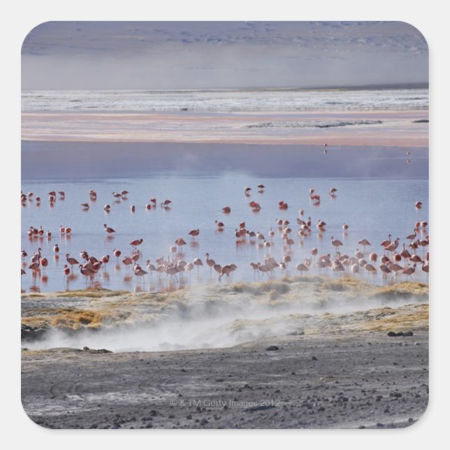 Pegatina Cuadrada Flamingo de James, Phoenicoparrus jamesi (Anverso)