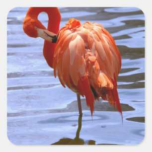 Pegatina Cuadrada Flamingo en una pierna en el agua