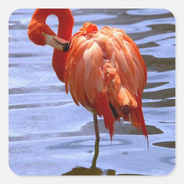 Pegatina Cuadrada Flamingo en una pierna en el agua (Anverso)