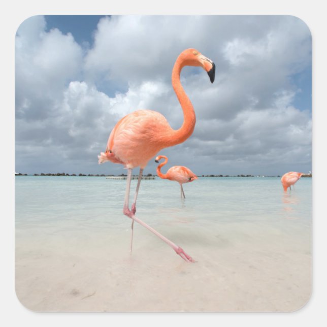 Pegatina Cuadrada Flamingos Beach Aruba (Anverso)