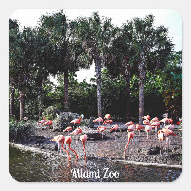 Pegatina Cuadrada Flamingos, Miami, Florida (Anverso)
