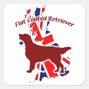 Pegatina Cuadrada Flat Coated Retriever