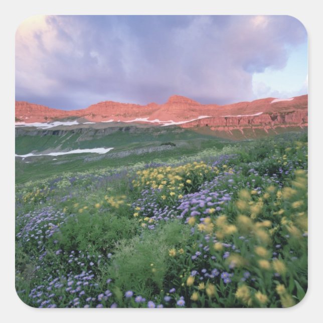 Pegatina Cuadrada Fleabano morado (erigeron peregrinus) y amarillo (Anverso)