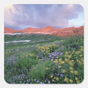 Pegatina Cuadrada Fleabano morado (erigeron peregrinus) y amarillo