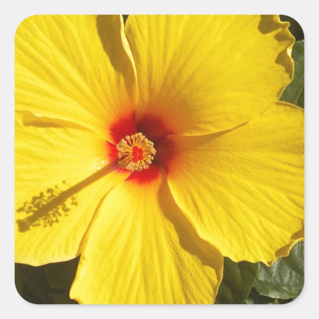 Pegatina Cuadrada Flor amarilla hibiscus (Anverso)