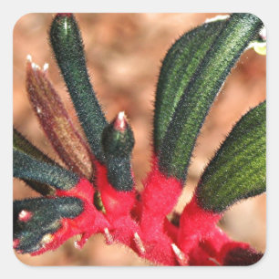 Pegatina Cuadrada Flor australiana de la pata de canguro en la