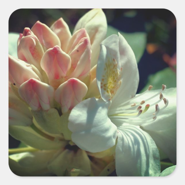 Pegatina Cuadrada Flor azul blanca (Anverso)