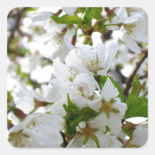 Pegatina Cuadrada Flor blanca