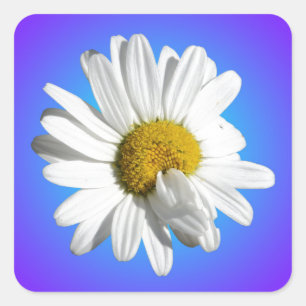 Pegatina Cuadrada Flor blanca de margarita floral gradiente azul púr