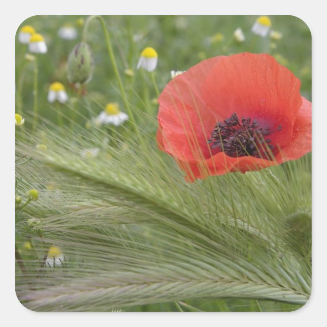 Pegatina Cuadrada Flor de amapola roja, Toscana, Italia (Anverso)