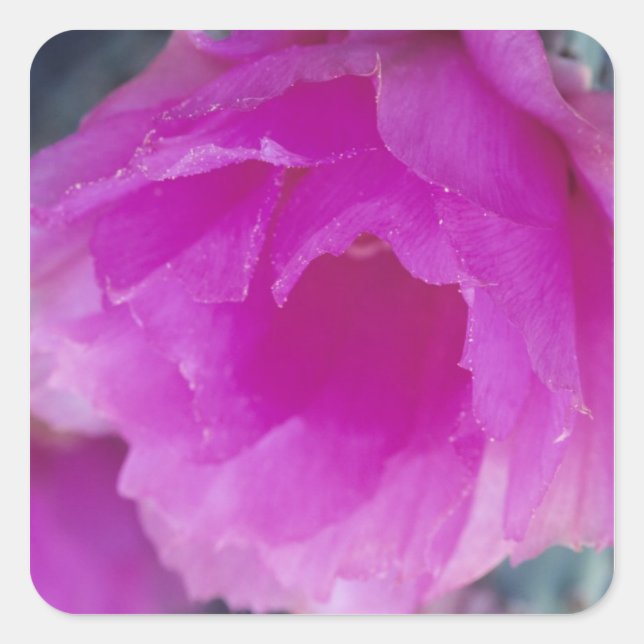 Pegatina Cuadrada Flor de cactus erizo rosa (Echinocereus (Anverso)