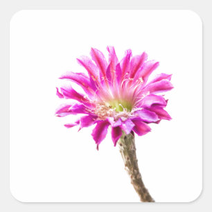 Pegatina Cuadrada Flor de cactus rosada en flor