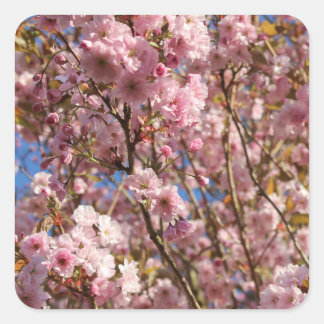 Pegatina Cuadrada Flor de cerezo rosa de primavera
