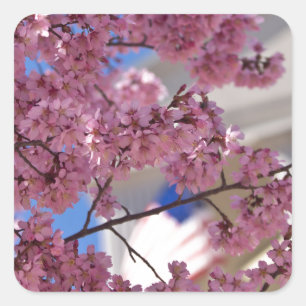 Pegatina Cuadrada Flor de Cerezo Sakura Americana
