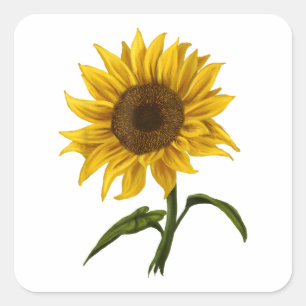 Pegatina Cuadrada Flor de color de agua floral Sunflower