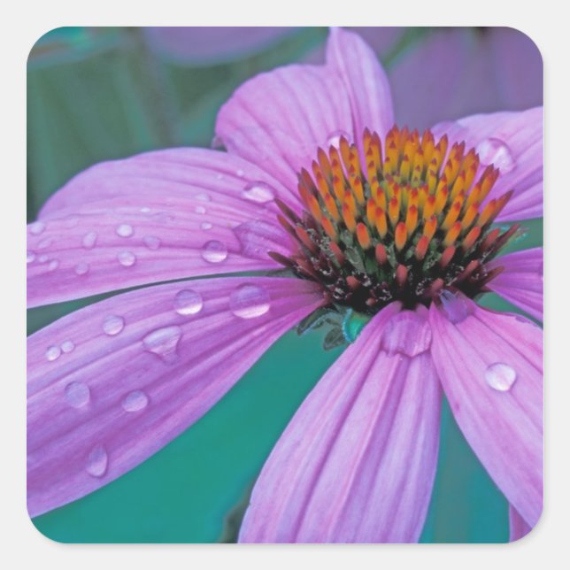 Pegatina Cuadrada Flor de cono morado con gotas de agua (Anverso)