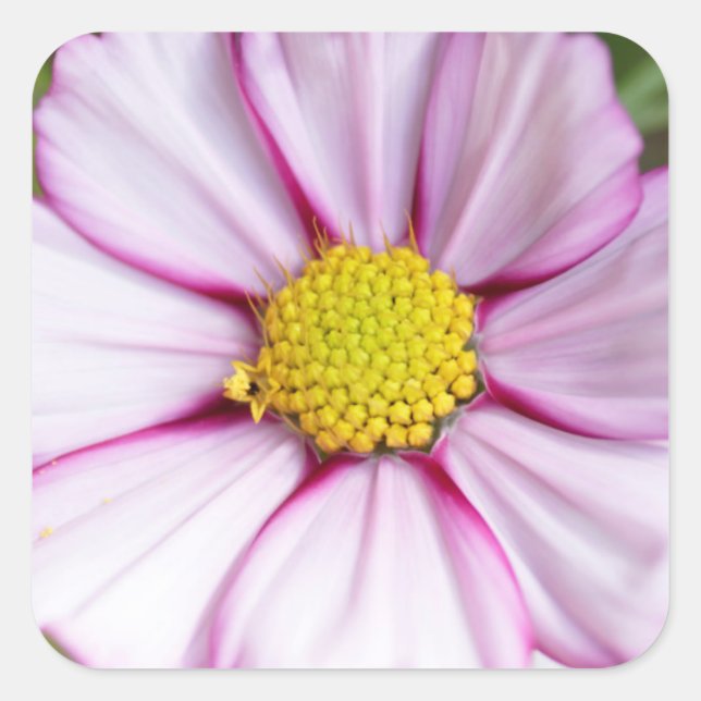 Pegatina Cuadrada Flor de Cosmos (bidens formosa) (Anverso)