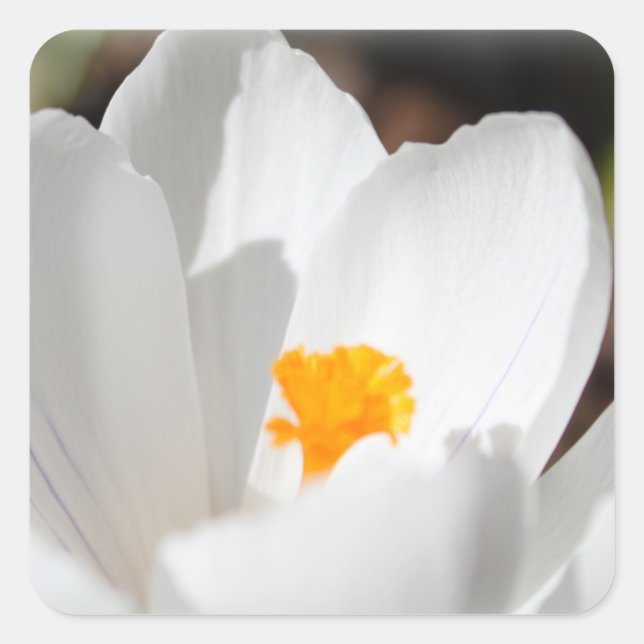 Pegatina Cuadrada flor de croco blanco (Anverso)