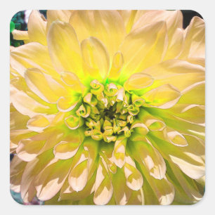 Pegatina Cuadrada Flor de Dahlia amarilla
