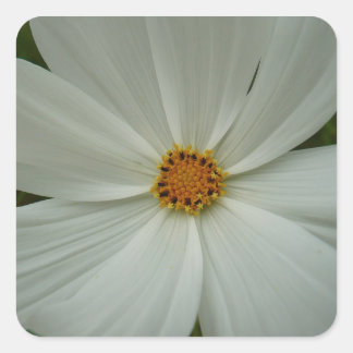 Pegatina Cuadrada Flor de flores silvestres de verano de Cosmos blan