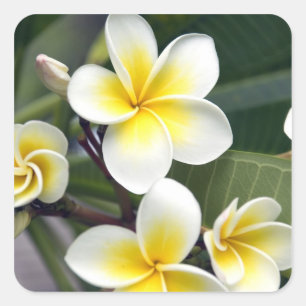 Pegatina Cuadrada Flor de frangipani Islas Cook