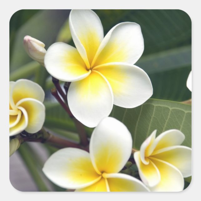 Pegatina Cuadrada Flor de frangipani Islas Cook (Anverso)