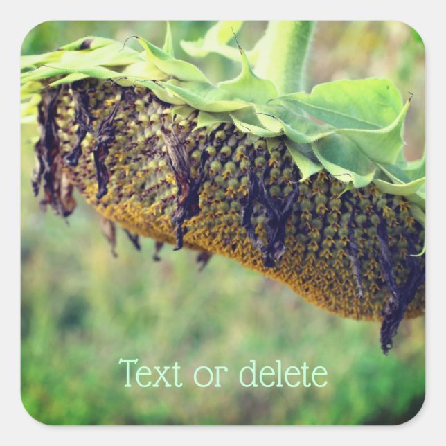 Pegatina Cuadrada Flor de girasol fundida personalizada (Anverso)