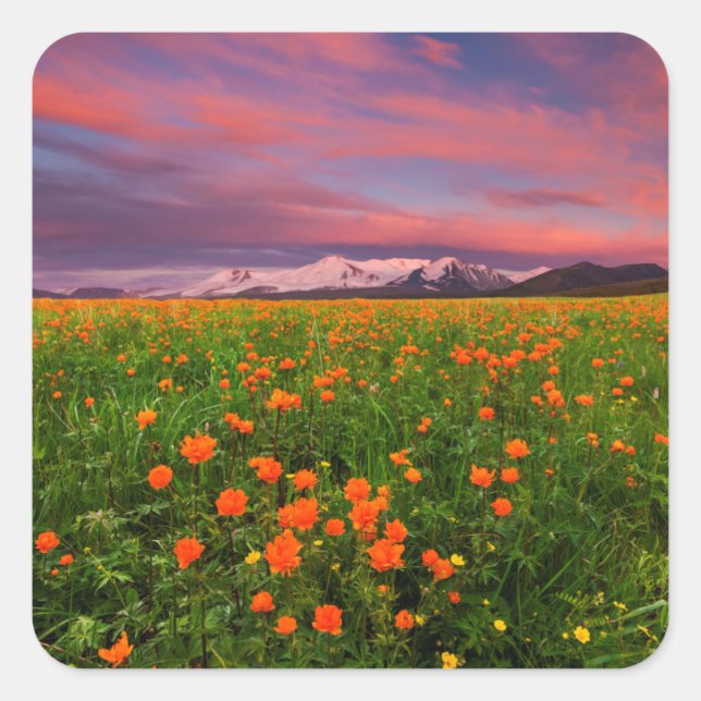 Pegatina Cuadrada Flor de globo florida (Anverso)