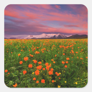 Pegatina Cuadrada Flor de globo florida